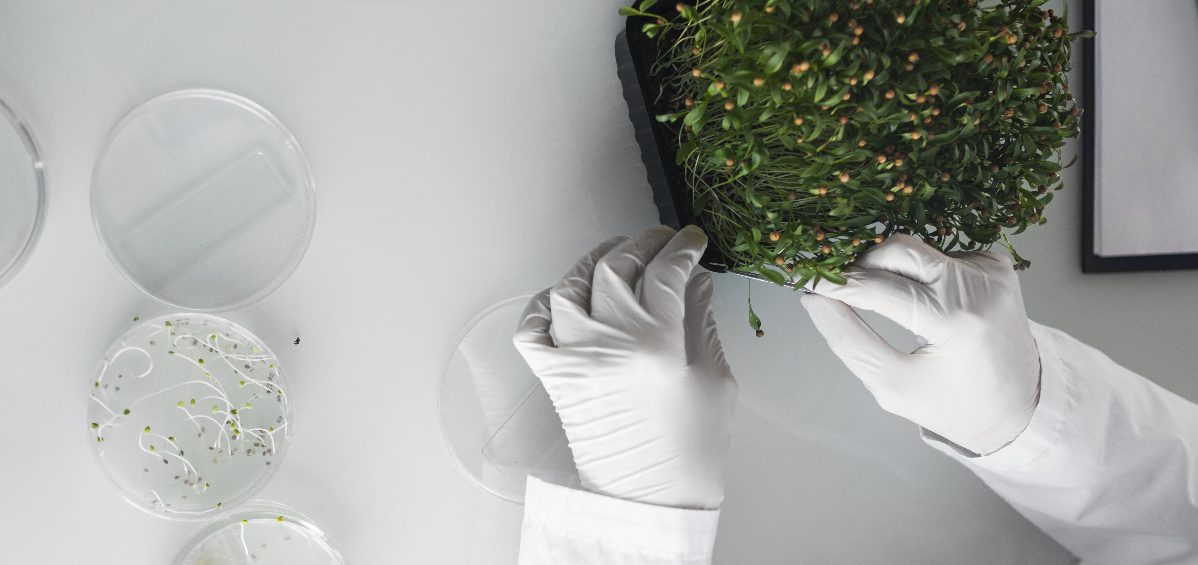 Scientific research in a lab